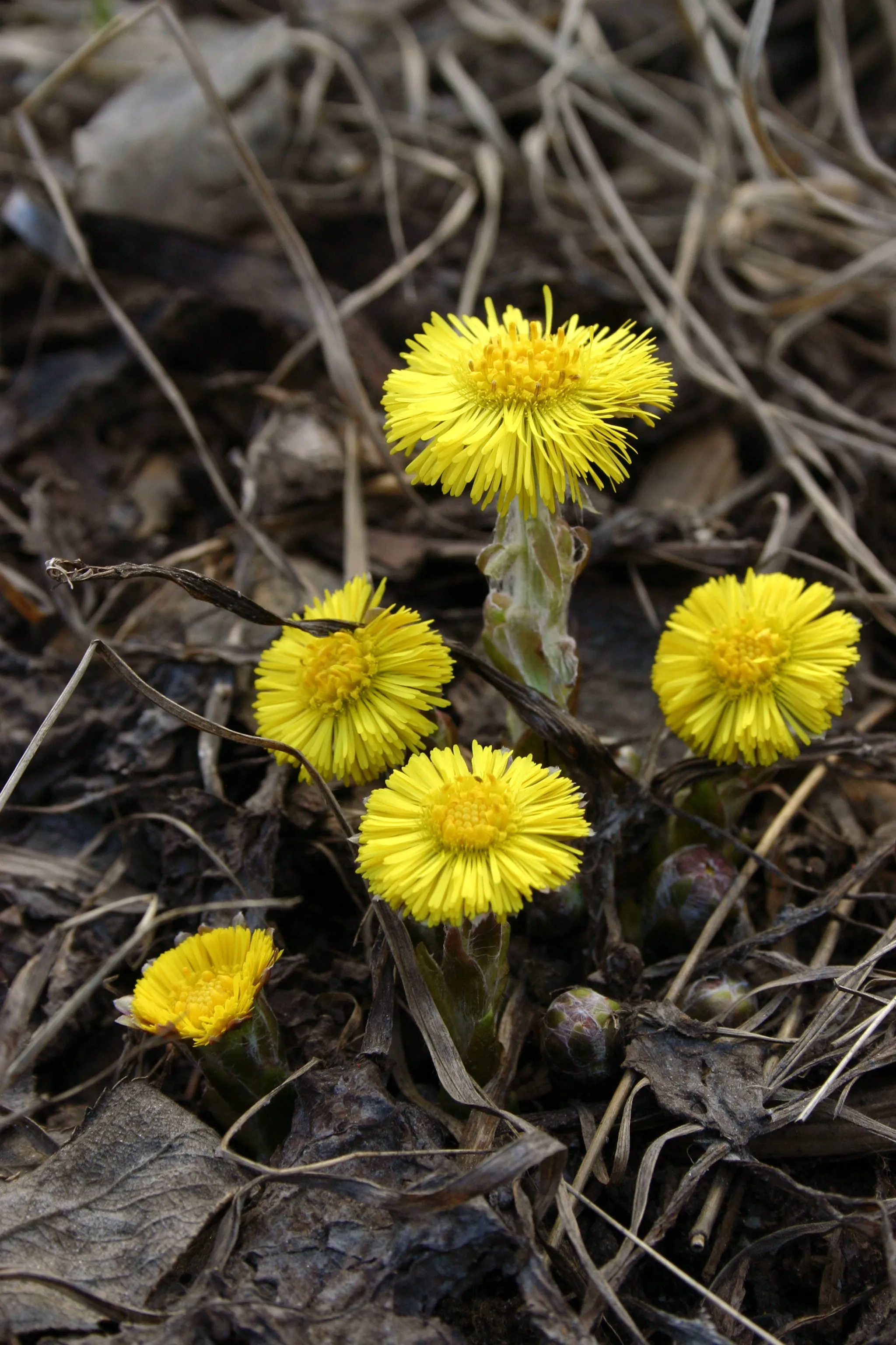 Flickr: The spring is here
