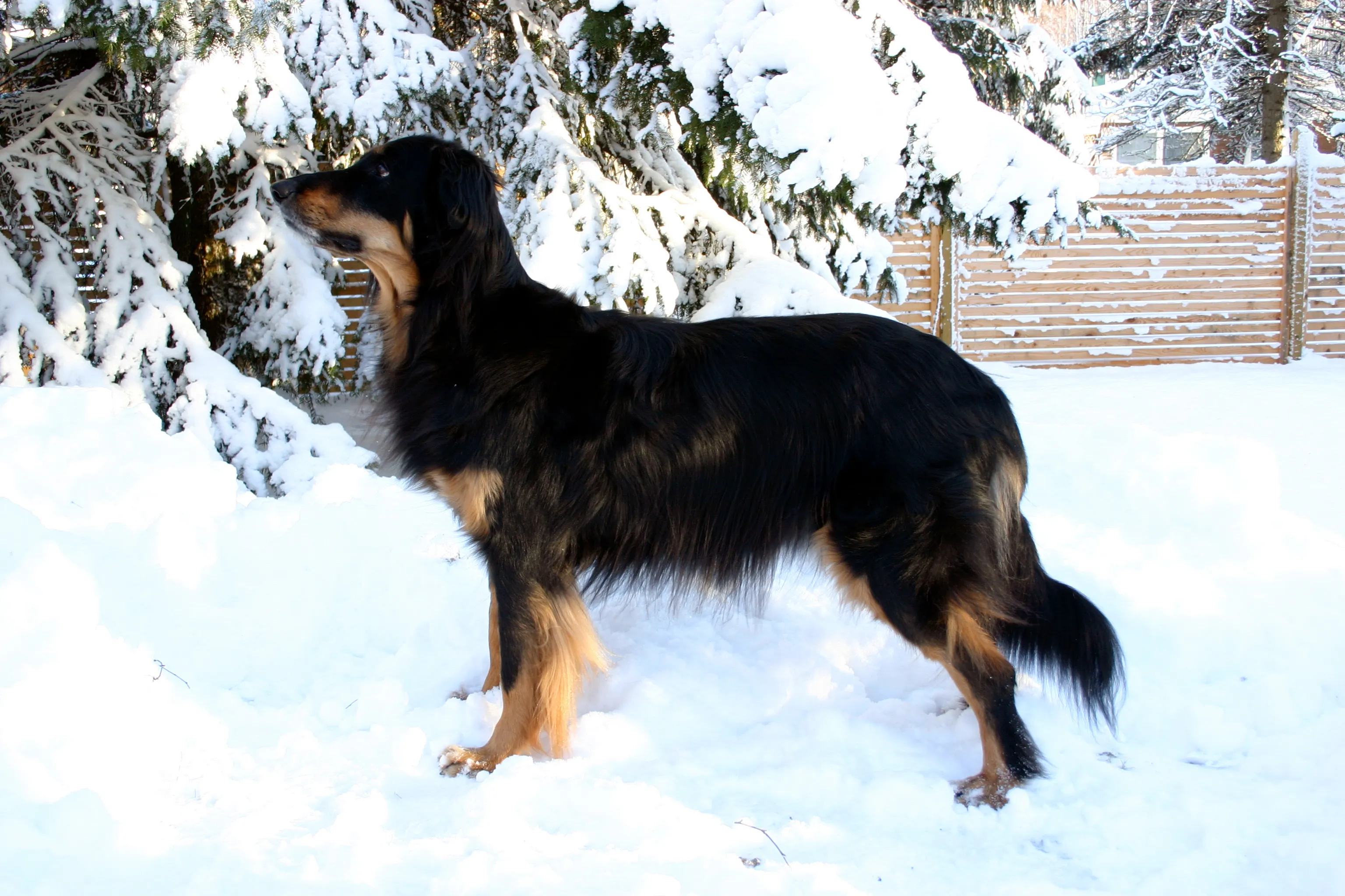 Woody, 8 years old